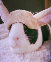 /album/caroline-photographie7/bunny-quinea-pig-by-jacko7967-d8ru3t3-jpg/