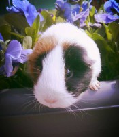 /album/caroline-photographie7/flowers-quinea-pig-by-jacko7967-d8rq0ge-jpg/